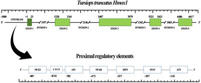 In silico Characterization of the Heme Oxygenase 1 From Bottlenose Dolphin (Tursiops truncatus): Evidence of Changes in the Active Site and Purifying Selection